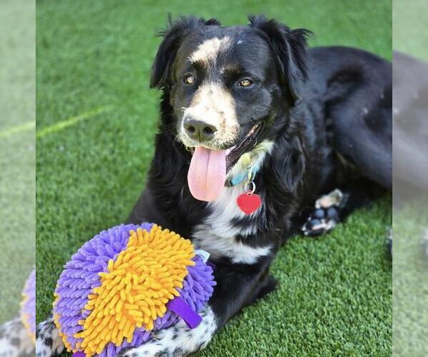Medium Photo #5 Collie-Unknown Mix Puppy For Sale in San Diego, CA, USA