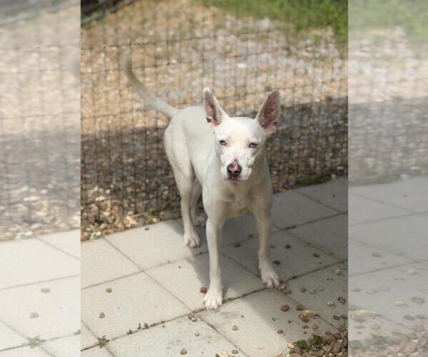 Medium Photo #7 Mutt Puppy For Sale in Yardley, PA, USA