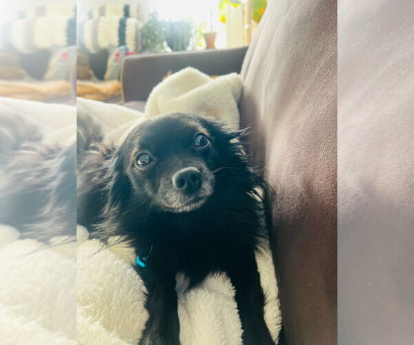 Medium Photo #2 Chihuahua Puppy For Sale in Gloversville, NY, USA