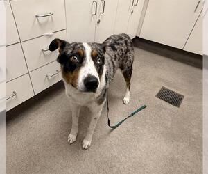 Texas Heeler-Unknown Mix Dogs for adoption in HESPERIA, CA, USA
