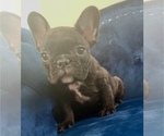 Small Photo #7 French Bulldog Puppy For Sale in TULSA, OK, USA