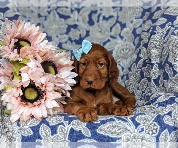 Medium Photo #6 Irish Setter Puppy For Sale in QUARRYVILLE, PA, USA