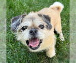 Small #4 Shih Tzu Mix