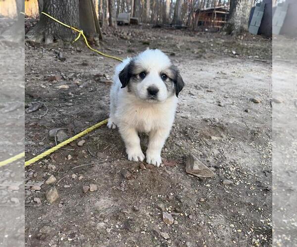 Medium Photo #8 Great Pyrenees Puppy For Sale in WAXHAW, NC, USA