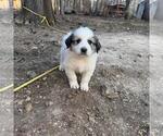 Small Photo #8 Great Pyrenees Puppy For Sale in WAXHAW, NC, USA