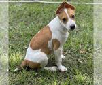 Small #1 Labrador Retriever Mix