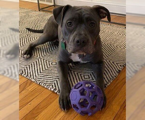 Medium Photo #14 American Pit Bull Terrier-Unknown Mix Puppy For Sale in Princeton, MN, USA