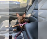 Small Chihuahua Mix
