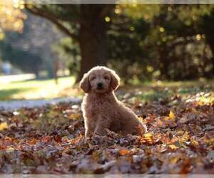 Goldendoodle Puppy for sale in FAIR GROVE, MO, USA