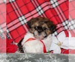 Small #2 Shih Tzu