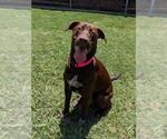Small Labrador Retriever Mix
