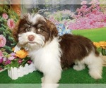 Small Photo #2 Havanese Puppy For Sale in HAMMOND, IN, USA