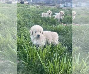 Golden Retriever Puppy for sale in POWDERHORN, CO, USA
