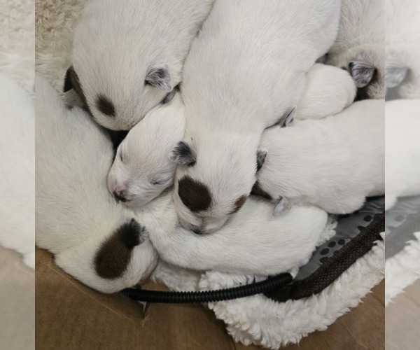 Medium Photo #2 Australian Cattle Dog Puppy For Sale in PUYALLUP, WA, USA