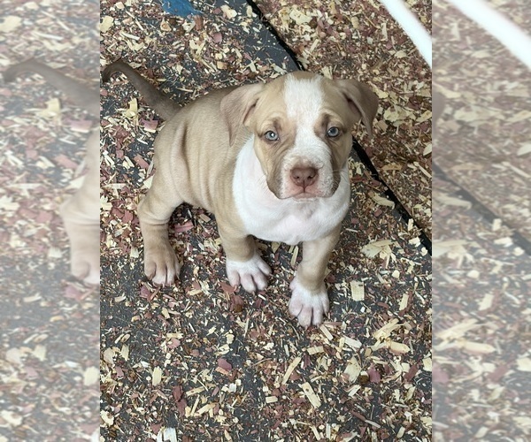 Medium Photo #3 American Bully Puppy For Sale in LOGANVILLE, GA, USA