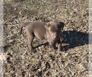 Labrador Retriever Puppy for sale in COLCORD, OK, USA