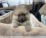 Small Photo #5 Pomeranian Puppy For Sale in PERKINS, OK, USA