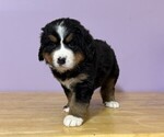 Small #1 Bernese Mountain Dog