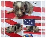 Small Photo #2 Australian Shepherd Puppy For Sale in BOWLING GREEN, KY, USA