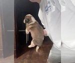 Small #1 Saint Bernard