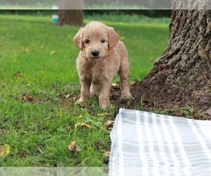 Goldendoodle Puppy for sale in BRIGHTON, MO, USA