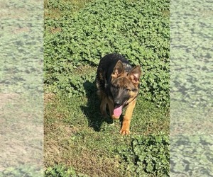 German Shepherd Dog Puppy for sale in RIGA, MI, USA
