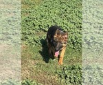 Small German Shepherd Dog