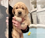 Puppy Blue Golden Retriever