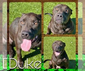 American Pit Bull Terrier Dogs for adoption in Pearland, TX, USA
