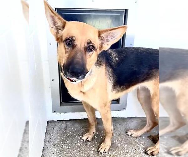 Medium Photo #3 German Shepherd Dog Puppy For Sale in Houston, TX, USA