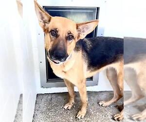 A661458 - Female German Shepherd Dog Dog for Adoption - Photo #3