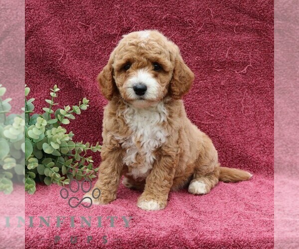 Medium Photo #3 Goldendoodle (Miniature) Puppy For Sale in EPHRATA, PA, USA