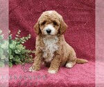 Small #2 Goldendoodle (Miniature)