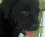 Small #4 Labrador Retriever
