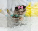 Small Photo #9 Pomeranian Puppy For Sale in RIPLEY, MS, USA