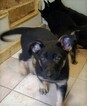 Small Photo #5 German Shepherd Dog Puppy For Sale in ATTLEBORO, MA, USA