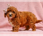 Small #2 Cavapoo (Miniature)