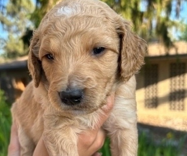 Medium Photo #2 Goldendoodle Puppy For Sale in PLATTEVILLE, CO, USA