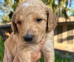 Small #1 Goldendoodle