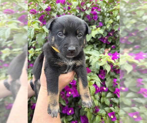 Medium Photo #1 Mutt Puppy For Sale in Riverside, CA, USA