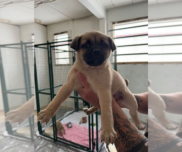 Medium Photo #2 Pug-Unknown Mix Puppy For Sale in Calgary, Alberta, Canada