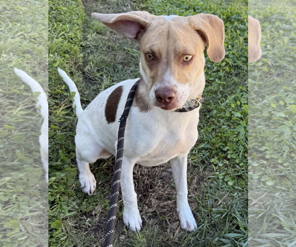 Medium Photo #2 Mutt Puppy For Sale in Sanford, FL, USA