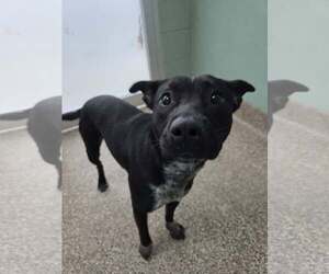 Mutt Dogs for adoption in Martinsburg, WV, USA