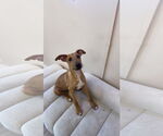 Small #3 Mutt