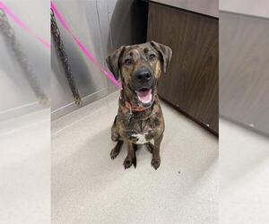 Mutt Dogs for adoption in Fairbanks, AK, USA