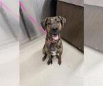 Small Mutt