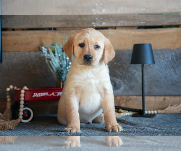 Medium Photo #8 Golden Labrador Puppy For Sale in GOSHEN, IN, USA