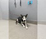 Small Siberian Husky Mix