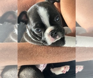 Boston Terrier Puppy for sale in COLDWATER, MI, USA