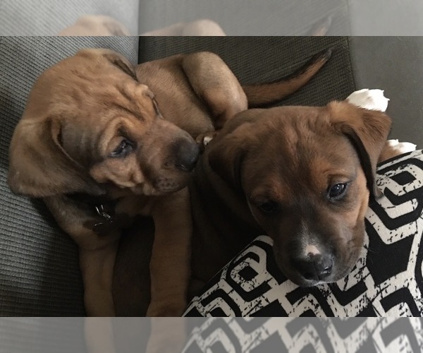 Medium Photo #1 Doberman Pinscher-Valley Bulldog Mix Puppy For Sale in LANCING, TN, USA